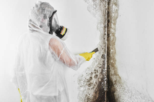Best Same-Day Mold Removal  in Mission Bend, TX