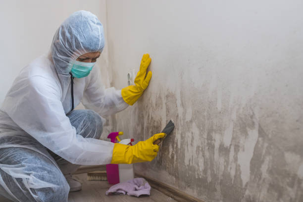 Home Mold Removal in Mission Bend, TX