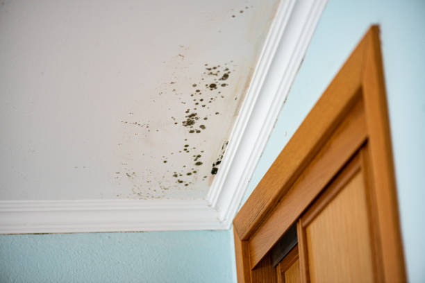 Best Crawl Space Mold Removal  in Mission Bend, TX