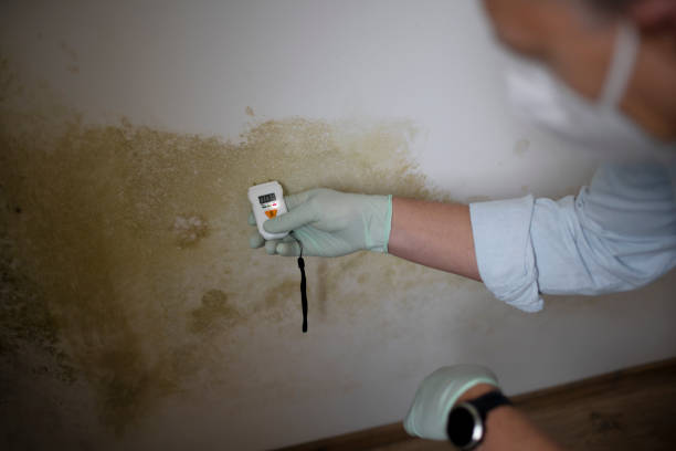 Best Mold Remediation  in Mission Bend, TX