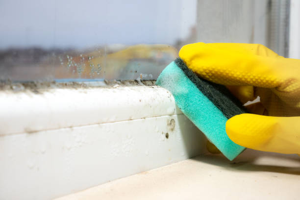 Best Mold Removal and Inspection  in Mission Bend, TX