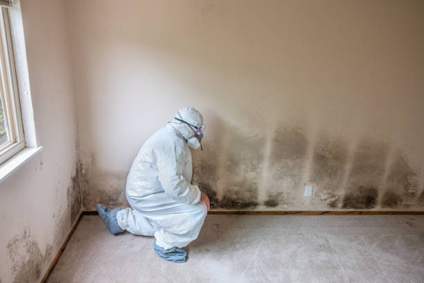 Trusted Mission Bend, TX Mold Removal Experts
