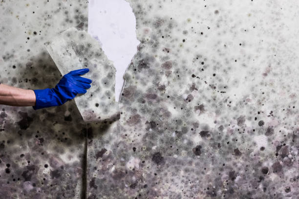 Best Certified Mold Removal  in Mission Bend, TX