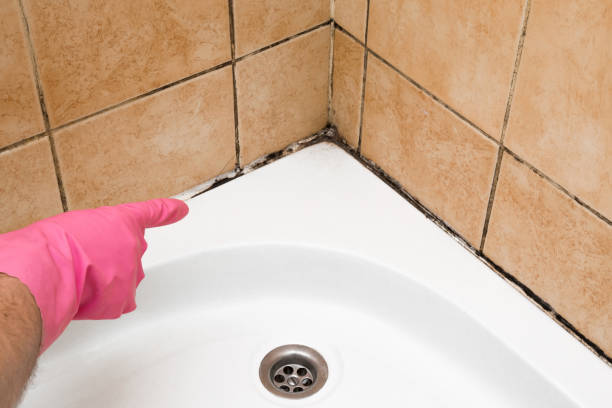 Mold Removal and Inspection in Mission Bend, TX